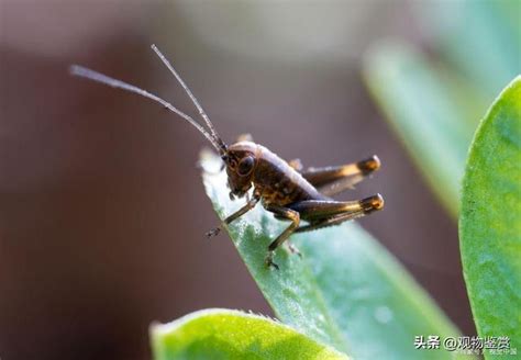 家裡突然出現蟋蟀|3种方法来消灭屋内的蟋蟀